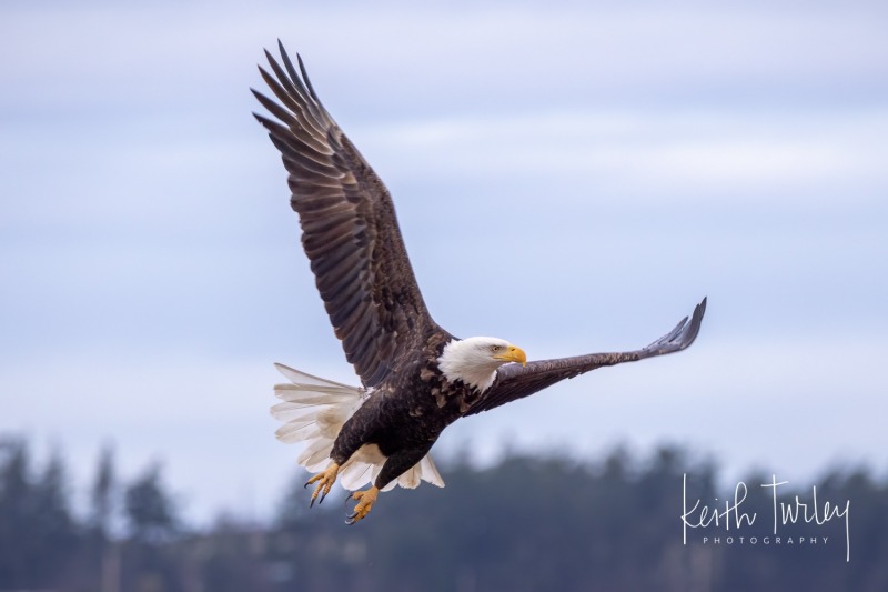 201225-3264-eagle-in-flight