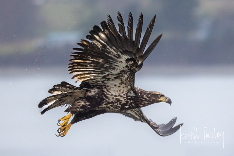 220321-1257-eagle-flying
