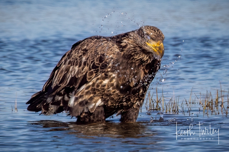 230215-2157-bald-eagle-in-water