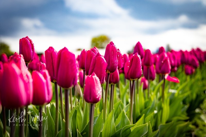 220419-2614-row-of-tulips
