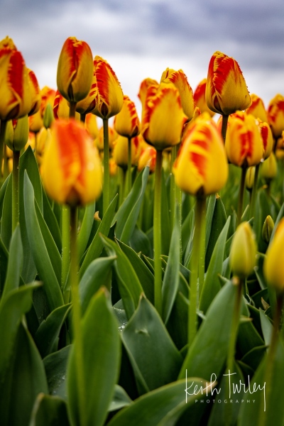 230421-8469-red-yellow-tulips