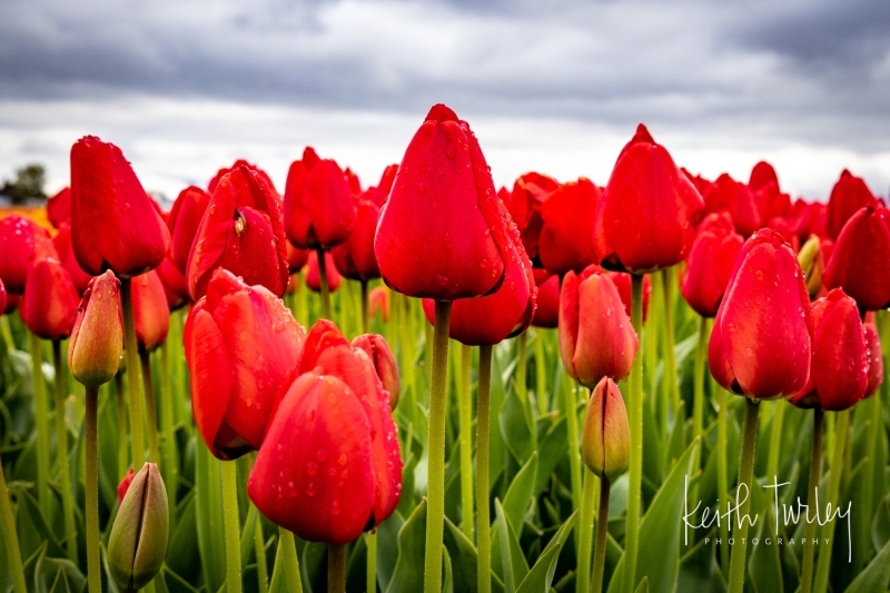 230421-8472-red-tulips