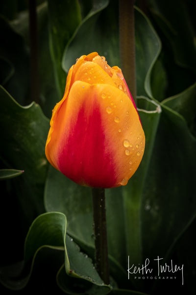230421-8476-yellow-red-tulips