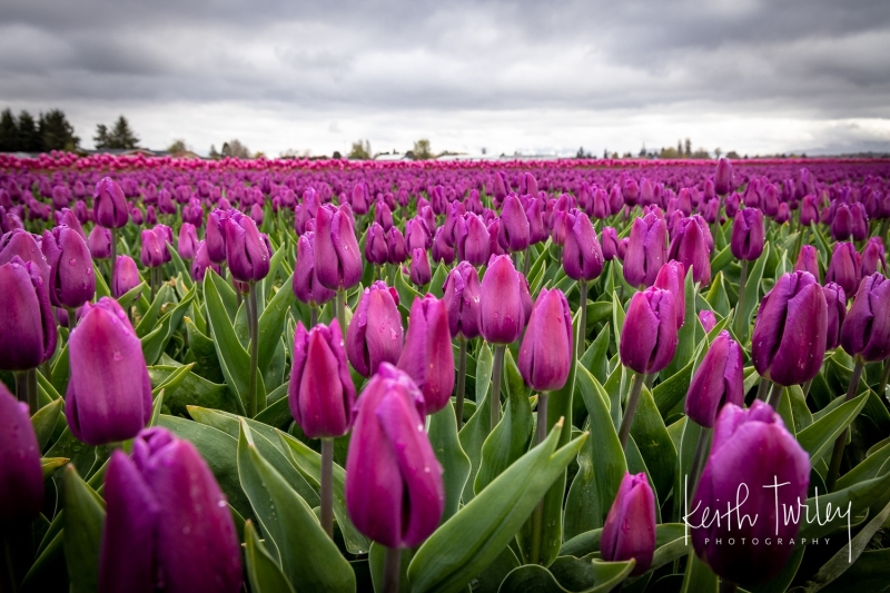 230421-8482-purple-tulips