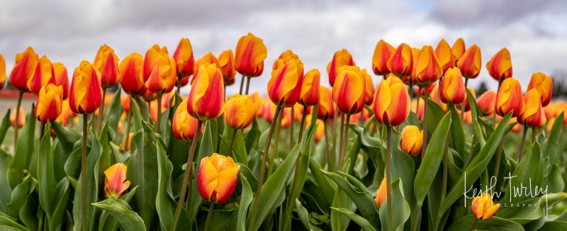 230421-8540-red-yellow-tulips-pano