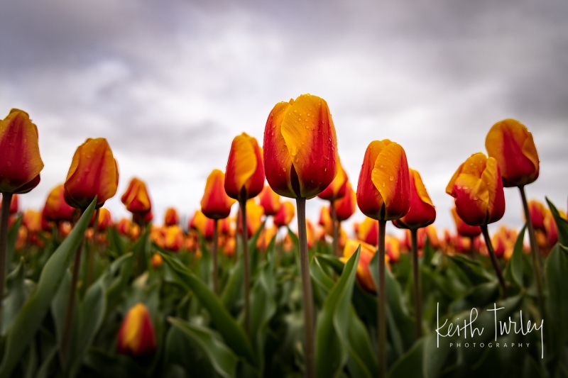 230421-8551-red-yellow-tulips