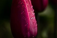 220419-2622-purple-tulip