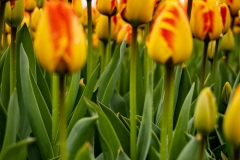 230421-8469-red-yellow-tulips