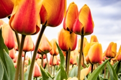 230421-8478-yellow-red-tulips
