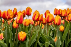 230421-8540-red-yellow-tulips-pano