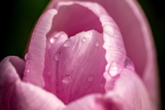 230421-8667-water-on-tulips