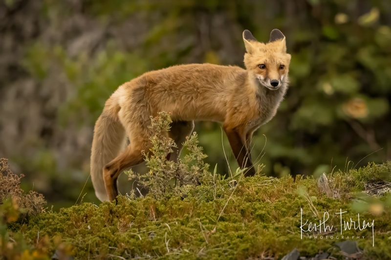 230725-8484-red-fox-curled-ears