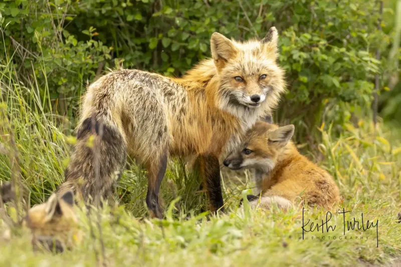 250517-5122-fox-with-kit