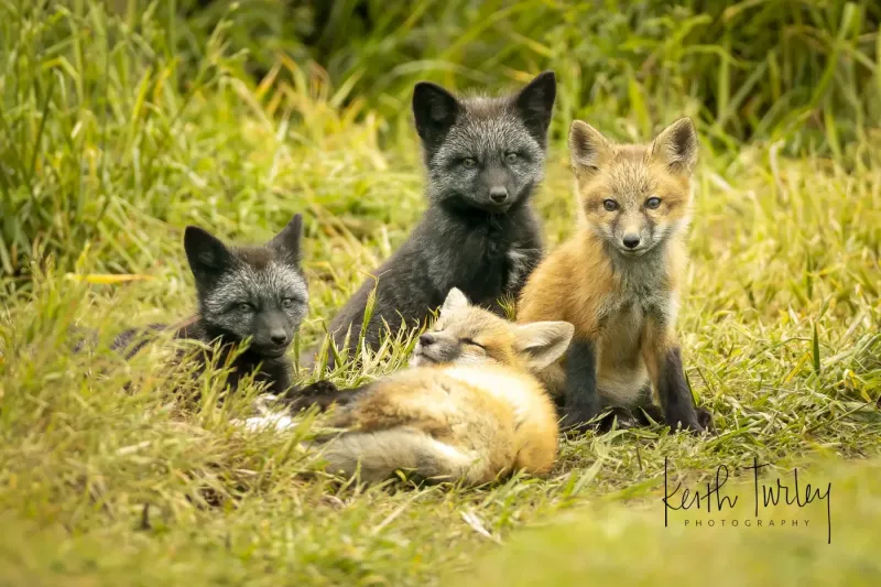 250517-6136-fox-kits-foursome