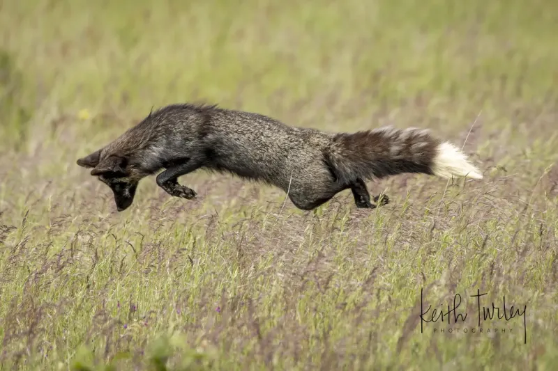 250517-7169-pouncing-fox