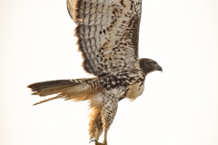 221007-6424-red-tailed-hawk-take-off