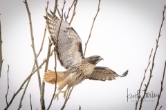 230104-7534-red-tailed-takeoff