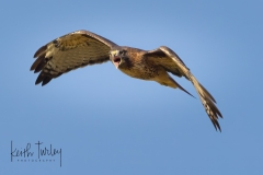231003-5158-red-tailed-hawk-screech
