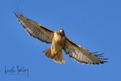 231003-5193-red-tailed-hawk