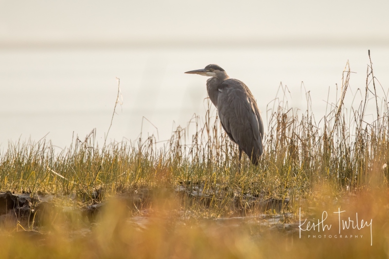 220926-2485-great-blue-heron-with-grass