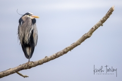 220425-8060-great-blue-heron-on-branch