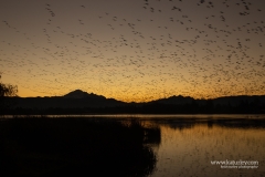 201101-9576-sunrise-snow-geese