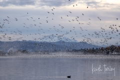 221101-2466-wiser-lake-snow-geese