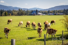 231012-8480-farm-with-cows