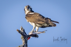 240904-7689-osprey-with-fish