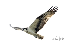 240914-0894-osprey