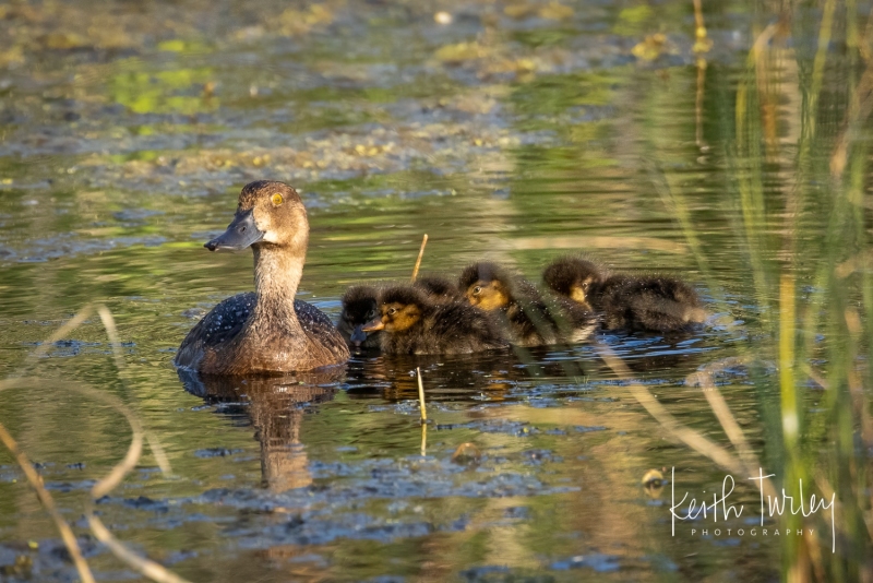 230726-9949-mom-and-ducklings