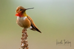 220425-6488-rufus-hummingbird