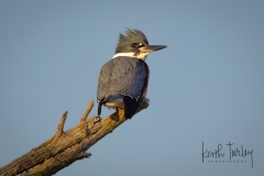 230202-6304-belted-kingfisher