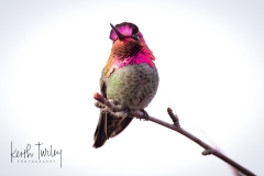 230306-7968-annas-hummingbird
