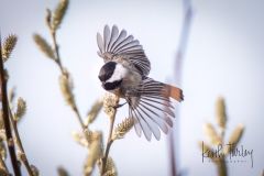 230314-5533-chickadee-in-bush