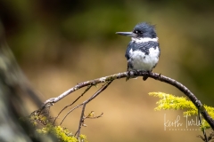 230321-1346-belted-kingfisher