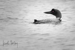230725-7428-common-loon-red-eye