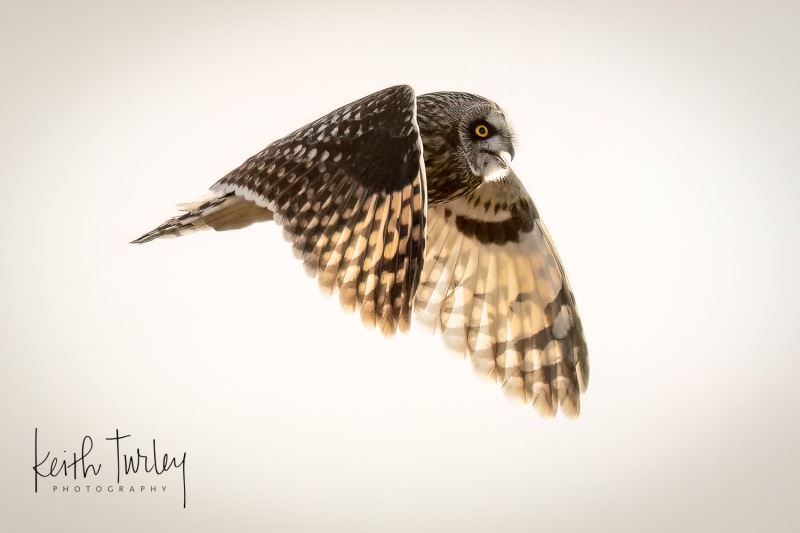 230120-4930-short-eared-owl-flying