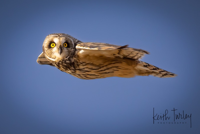 230307-9194-short-eared-owl-flying