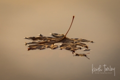 Surface Tension