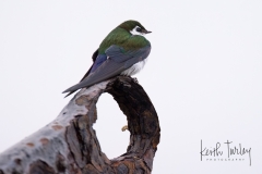 230507-2527-violet-green-sparrow