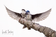 230509-7598-tree-swallows-mating